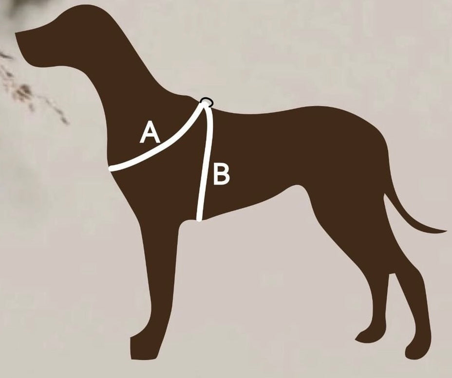 Harnas & Leash Black